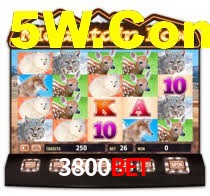 Sinta a adrenalina dos jogos de cassino com 3800Bet